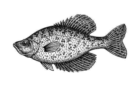 Southern Crappie