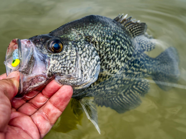 Southern Crappie