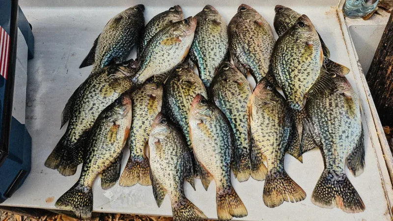 How to Spider Rig for Crappie
